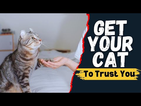 How Can You Get A Cat to Trust You?