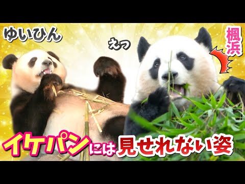 【パンダアイドル楓浜】不安！イケメンパンダはゆいちゃんのお相手か？！姉🐼あれで大丈夫か