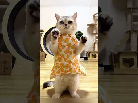 Pet cat, a top student who learns to dance. 😂😂 ペットの猫、ダンスを習う猫学霸😂😂 宠物猫，学跳舞的猫咪学霸😂😂