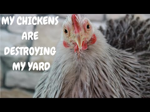 My Chickens Are Destroying My Yard