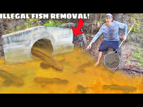 Removing ILLEGAL Fish INVADING My Backyard Pond!