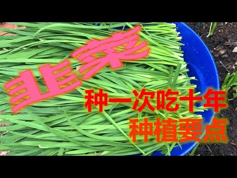 韭菜 - 种一次吃十年/种植要点