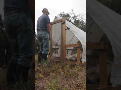 Raising Meat Chickens! #pastureraised #carnivorediet #ytshorts