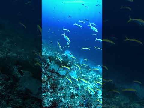 【水中スローモーション映像】#モルディブ #maldives #水中映像#highspeedvideo #slowmotion #underwater #coralreef #indopacific