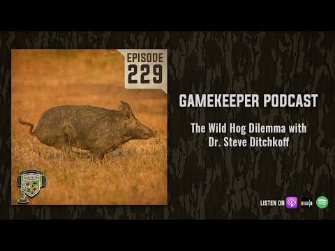 EP:229 | The Wild Hog Dilemma with Dr. Steve Ditchkoff