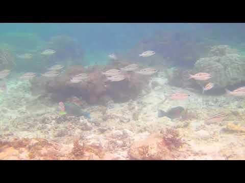 石垣島  シュノーケル