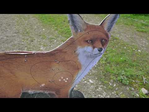 Remote Control Fox fun with the 22 Rimfire CZ 452