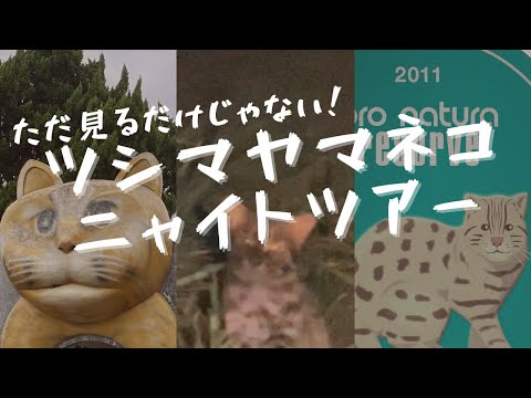 【旅vlog 】ツシマヤマネコニャイトツアーで野生のヤマネコ見てきた