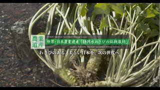 静岡水わさびの伝統栽培