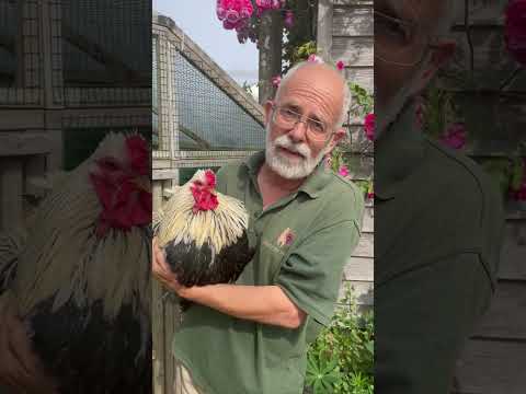 Hey Phill! What is this Fungus on my Chicken's Comb? #fungus #comb #chickens