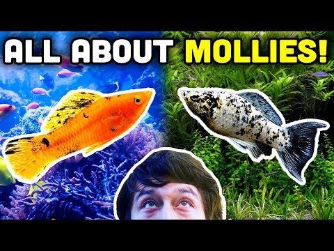 Talking Fish: Mollies in Saltwater Reef Tanks!