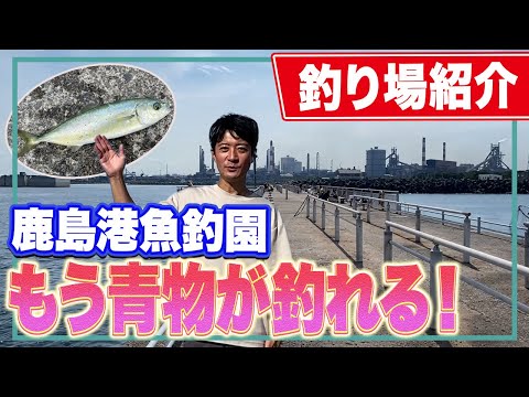 【鹿島港魚釣園】シマアジやヒラマサが釣れる話題の釣り場を調査！