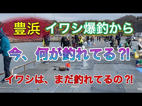 【１月南知多】豊浜桟橋！イワシ爆釣から、今は、何が釣れている？！