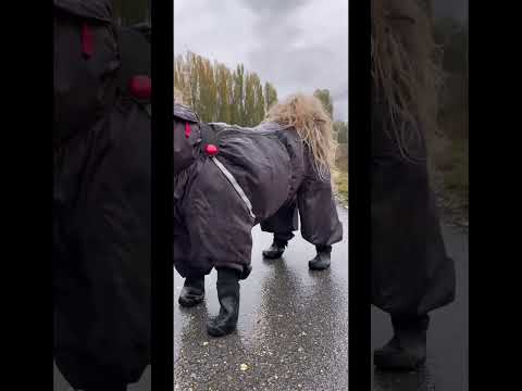 Rain ! No Pain 😁 #viral #puppy #viralvideo #walkies #shortsvideo #shorts #shortvideo #subscribe