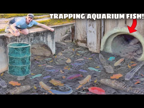 Trapping RARE Aquarium Fish For My BACKYARD POND!