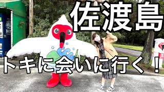 佐渡島２　トキ保護センター トキの森公園 など10spot Sado island Niigata