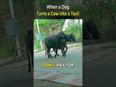 When a Dog Turns a Cow into a Taxi !