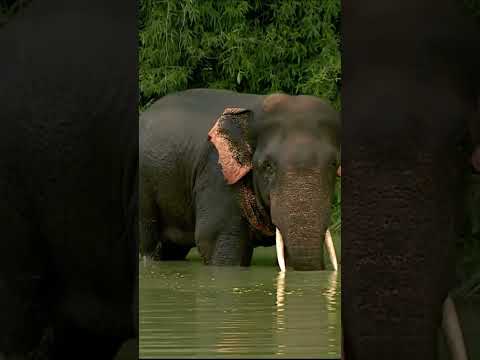 Satkosia Gorge: The Most Unforgettable Place on Earth! Wild Odisha Eco Tour #shorts  #shortvideo