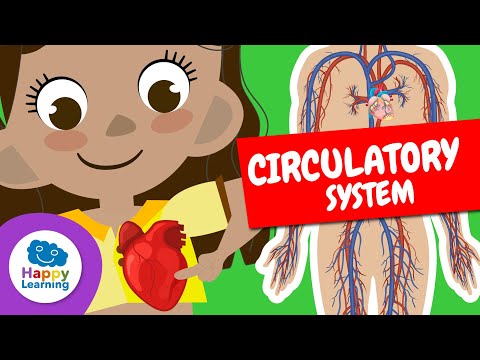 THE CIRCULATORY SYSTEM | Educational Videos for Children