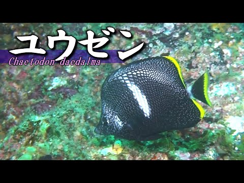 [ Wrought iron butterflyfish ] Japanese traditional art fish / Chaetodon daedalma