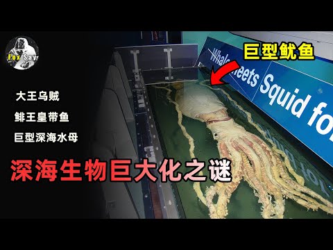 深海生物的體型為何都如此巨大？1萬米深原來有這麼大的生物！【狐思乱想】