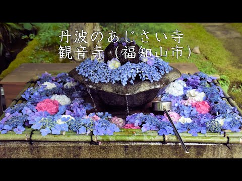 京都・丹波の寺社#68　丹波のあじさい寺　補陀落山　観音寺（福知山市）