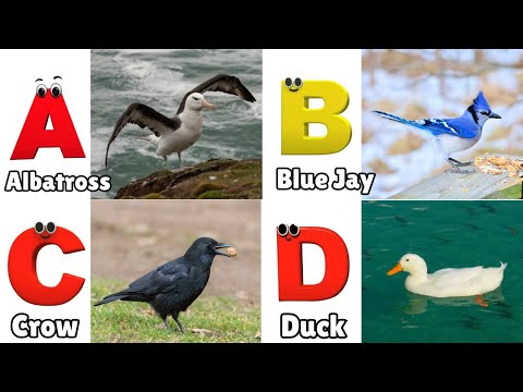 Birds ABC Song | Birds Alphabet Song | Learn English Alphabet Letters | Phonics for Kids