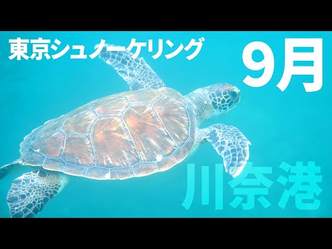 ＃３０川奈港でシュノーケリング（2018年9月）【東京シュノーケリング】