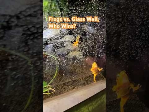 Tiny Frogs vs. Glass Wall: The Ultimate Challenge   #FunnyAnimals   #TinyFrogs #EpicFails