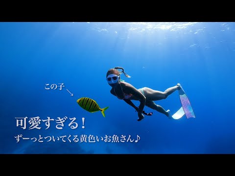 沖縄のちゅら海水族館の沖でシュノーケリングしていたらコガネシマアジの幼魚がついてきた