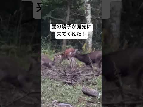 秋になり鹿が山から降りてきた！よく見ると子供が生まれた！