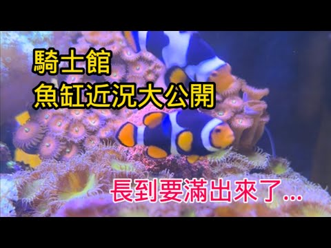 【藍箱水族】 騎士館重機部品店 魚缸近況分享！