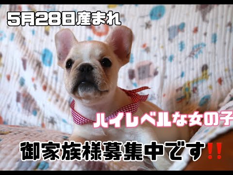 5月28日産まれフレンチブルドッグ子犬ハイレベルな女の子♥