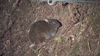 Tokunoshima Night Forest Walking Tour