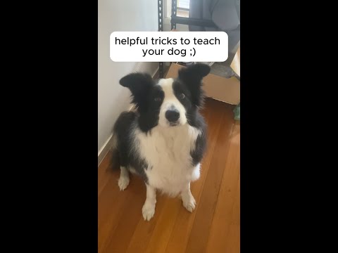 Helpful tricks to teach your dog!