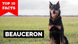 Beauceron - Top 10 Facts