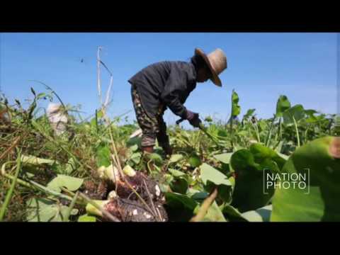 เกษตรกรบางบาลเร่งเก็บเผือกก่อนกำหนด หลังน้ำเอ่อล้นเข้าพื้นที่