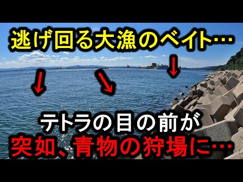 真っ昼間の足元で魚が荒れ狂う…青物の狩場と化したテトラでの釣り