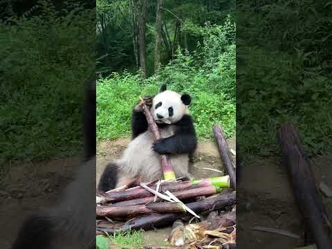 美味しいですよ🎋
Bamboo is delicious😋
#shorts #asmr