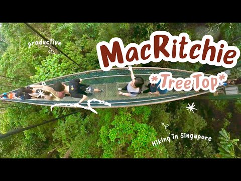 🇸🇬 周末徒步路线- 麦里芝蓄水池MacRitchie Reservoir | 3.5 Hrs Walk