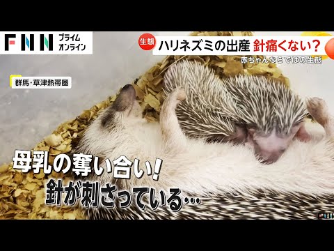 ハリネズミは赤ちゃんもトゲトゲ…出産で針は痛くない？飼育員「針はねていて痛くない」　草津熱帯園