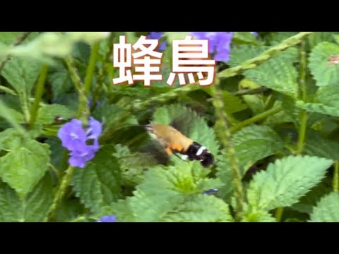 #蜂鳥#5硬幣大小的蜂鳥#很難拍攝的蜂鳥