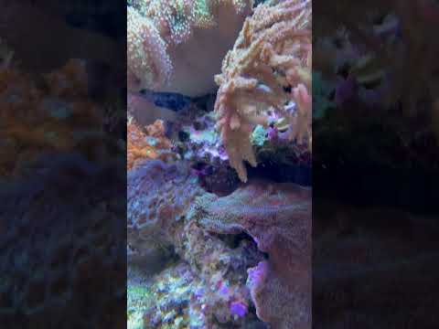 Quick update 2/7 #aquarium #marinetank #reefaquarium #update #reef #aquariummtp #mtp