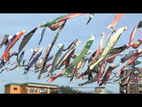 1000 Tomonobori swim at Akutagawa in Takatsuki city !