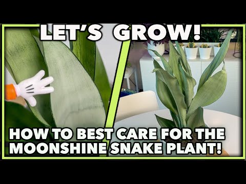 MOONSHINE SNAKE PLANT CARE