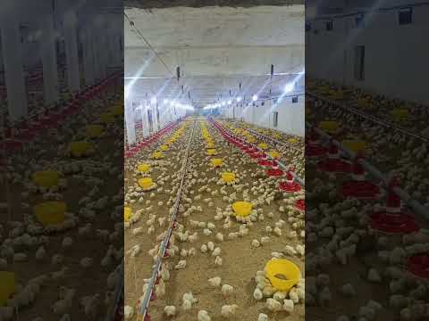 broiler poultry farm #henfarminginpakistan #birdslover #broilerchicks #farming