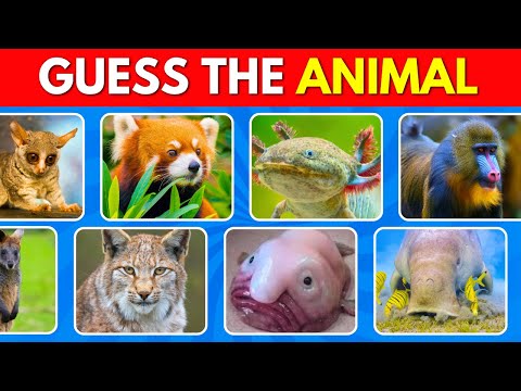 Guess 90 Rare Animals - IMPOSSIBLE Level 🚨 | Guess The Animal Challenge