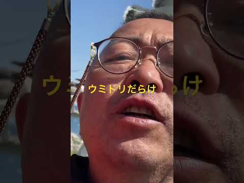 ウミドリに囲まれて#shorts