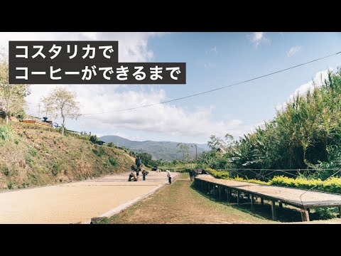 コーヒー豆ができるまで。コスタリカのカンデリージャ精製所に行ってきました。