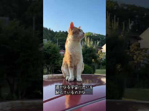 縁側ねこ コタの思い出｜クルマの屋根の上で空を見上げる #cat #ねこ #コタ